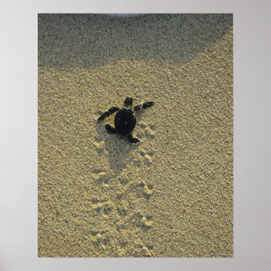 Groene zeeschildpad, (Chelonia mydas), jong Poster (Voorkant)