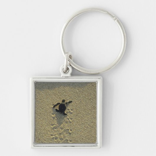 Groene zeeschildpad, (Chelonia mydas), jong Sleutelhanger (Voorkant)