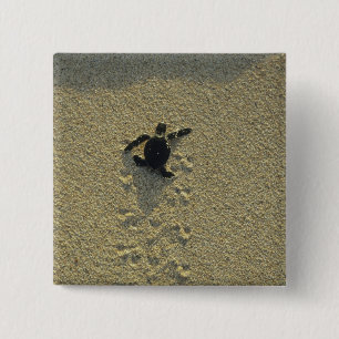 Groene zeeschildpad, (Chelonia mydas), jong Vierkante Button 5,1 Cm