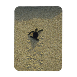 Groene zeeschildpad, (Chelonia mydas), pas uitgeko Magneet