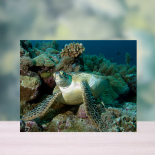 Groene zeeschildpad na rusten tussen koraalrif    acryl bord