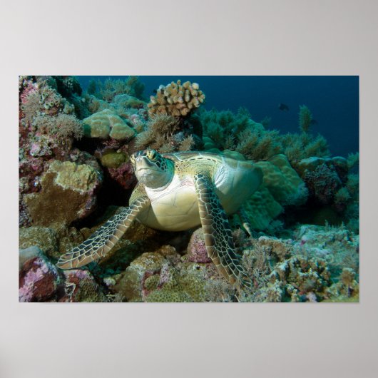 Groene zeeschildpad na rusten tussen koraalrif | poster (Voorkant)