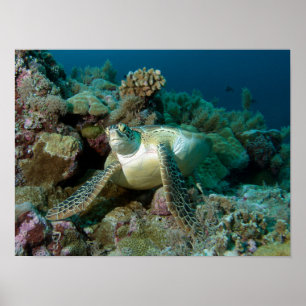 Groene zeeschildpad na rusten tussen koraalrif poster