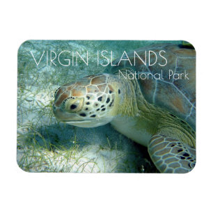 Groene zeeschildpad, Zeewieren, Virgin Islands NP Magneet