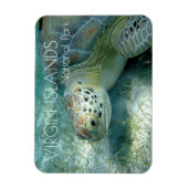 Groene zeeschildpad, Zeewieren, Virgin Islands NP Magneet (Verticaal)