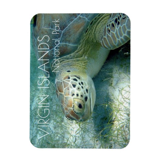 Groene zeeschildpad, Zeewieren, Virgin Islands NP Magneet (Verticaal)