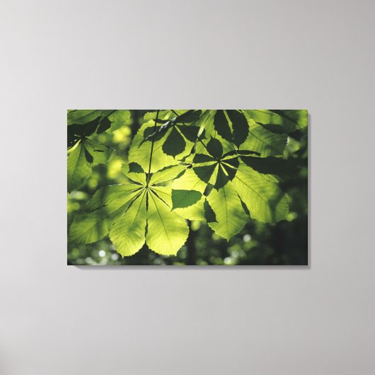 Groene zeven punten met zonlicht canvas afdruk (Voorkant)