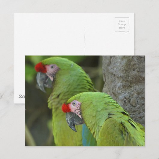 Groene zijnen briefkaart (Voorkant / Achterkant)