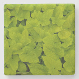 Groene zoete aardappel wijnstok textuur, stenen On Onderzetter