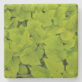 Groene zoete aardappel wijnstok textuur, stenen On Stenen Onderzetter (Voorkant)