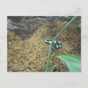 Groene & Zwarte Poison Dart Kikker # 3 Briefkaart
