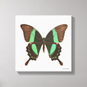 Groene Zwemstaartvlinder Canvas Afdruk (Voorkant)