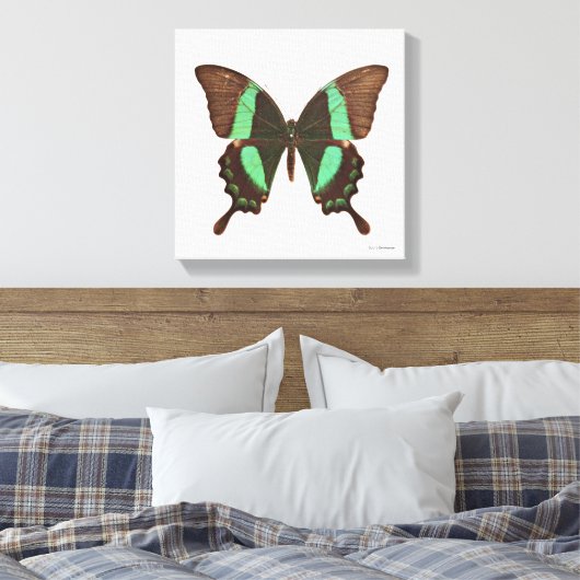 Groene Zwemstaartvlinder Canvas Afdruk (Insitu (Slaapkamer))
