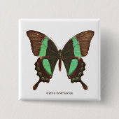 Groene Zwemstaartvlinder Vierkante Button 5,1 Cm (Voorkant)