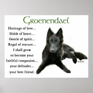 Groenendael Belgium Sheepdog Gifts Poster