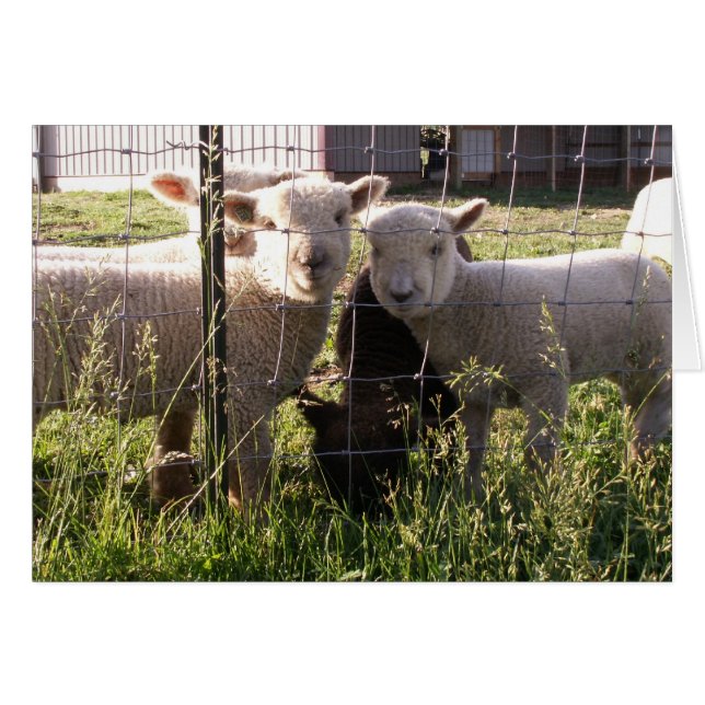 Groener gras? (Voorkant Horizontaal)