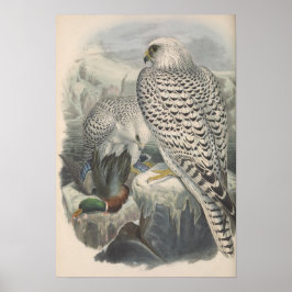 Groenland Falcon Dark Race Bird Poster