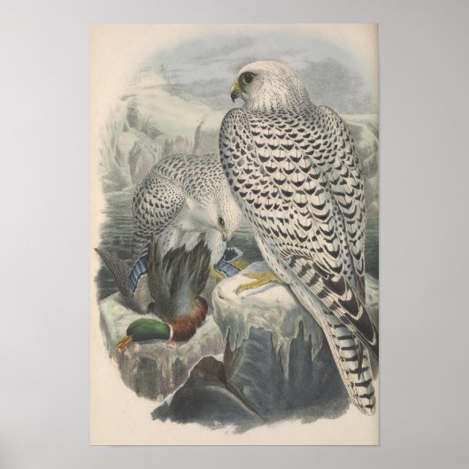 Groenland Falcon Dark Race Bird Poster (Voorkant)