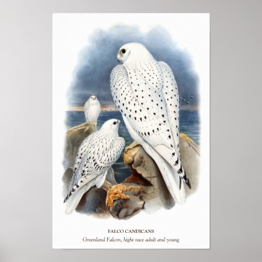 Groenland valk, vogel illustratie poster (Voorkant)