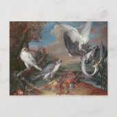 Groenlandse Cyr valken Briefkaart (Voorkant)