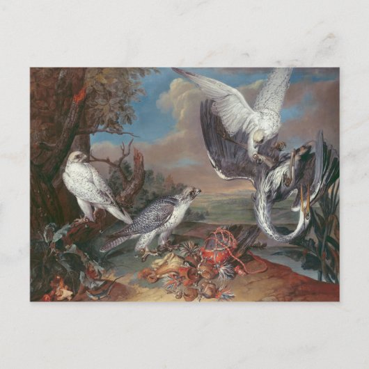 Groenlandse Cyr valken Briefkaart (Voorkant)