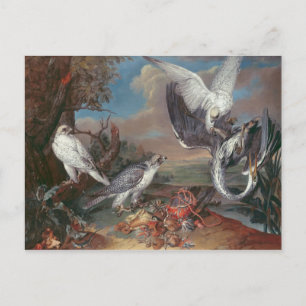 Groenlandse Cyr valken Briefkaart