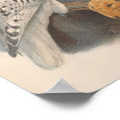 Groenlandse Falcon Light Race Bird Poster (Hoek)