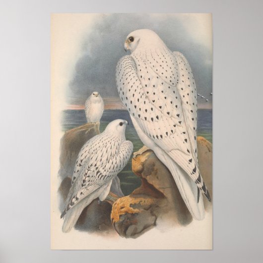 Groenlandse Falcon Light Race Bird Poster (Voorkant)