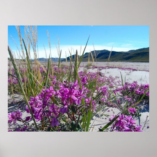 Groenlandse orkide poster (Voorkant)