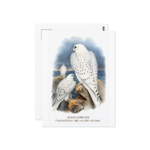 Groenlandse valk briefkaart