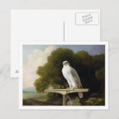 Groenlandse valk (grijze valk), 1780 (olie op het  briefkaart (Voorkant / Achterkant)