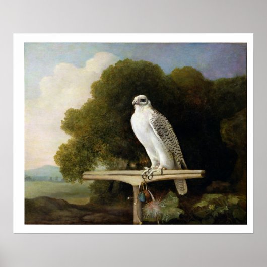 Groenlandse valk (grijze valk), 1780 (olie op het  poster (Voorkant)