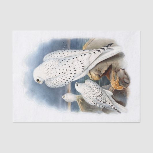 Groenlandse valk, ontkoppeling tissuepapier (Voorkant)