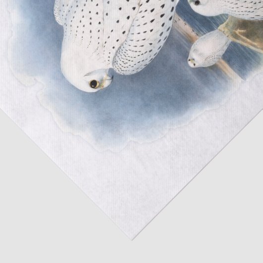 Groenlandse valk, ontkoppeling tissuepapier (Detail)