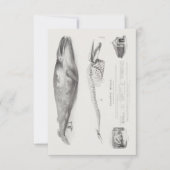 Groenlandse walvis, blauwe walvis van George Johan Kaart (Voorkant)