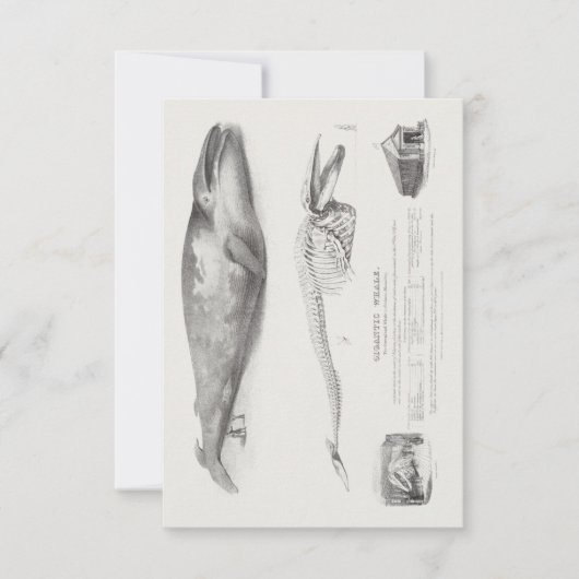 Groenlandse walvis, blauwe walvis van George Johan Kaart (Voorkant)