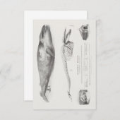 Groenlandse walvis, blauwe walvis van George Johan Kaart (Voorkant / Achterkant)