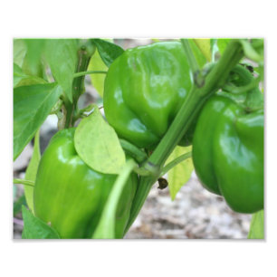 Groente Tuin Groene Paprika's 10x8 Foto Afdruk