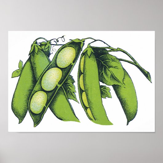 groenten; limabonen, biologisch Boerderij Poster (Voorkant)