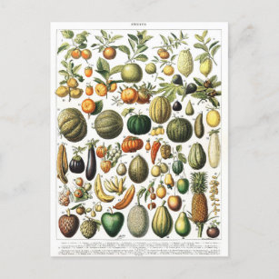 Groenten Vintage tuinbouwvruchten botanisch Briefk Briefkaart