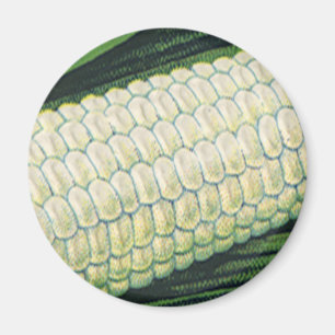 groenten Witte korn op de krab Magneet