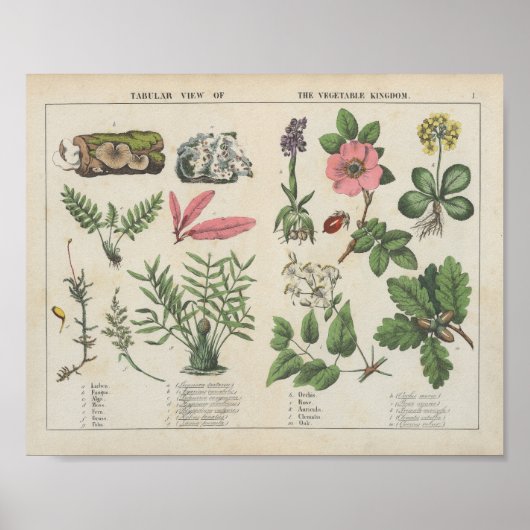 groentenrijk | Charlotte Mary Yonge Poster (Voorkant)