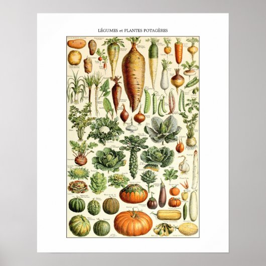  groenteschema Adolphe Millot Poster (Voorkant)