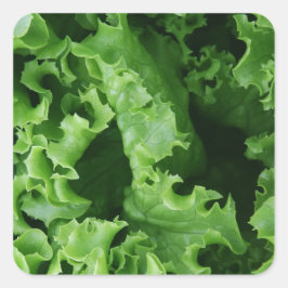 Groentevoeding Groene sla Vierkante Sticker