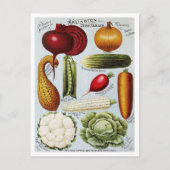  Groentezaad Catalogus Illustratie Briefkaart (Voorkant)