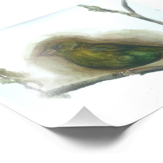 Groenvink tuin vogel aquarel print foto afdruk (Hoek)