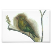 Groenvink tuin vogel aquarel print foto afdruk (Voorkant)