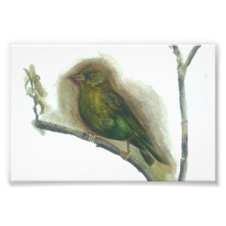 Groenvink tuin vogel aquarel print foto afdruk