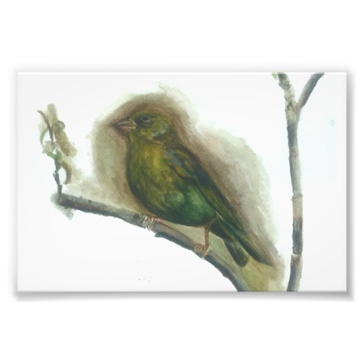 Groenvink tuin vogel aquarel print foto afdruk (Voorkant)