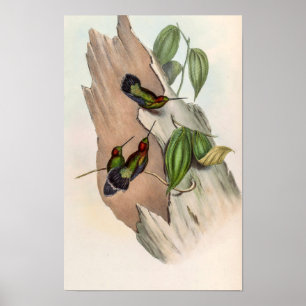 Groenvoorhoofd Lancebill vogels door John Gould Poster
